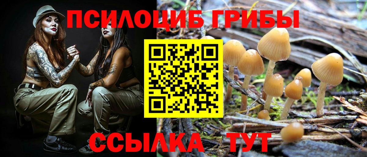 Псилоцибиновые грибы Psilocybine cubensis Дубна